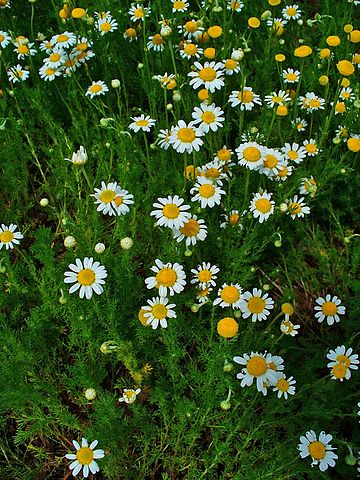 Anthemis Nobilis